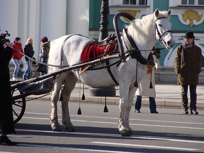Лошадь на Дворцовой площади.