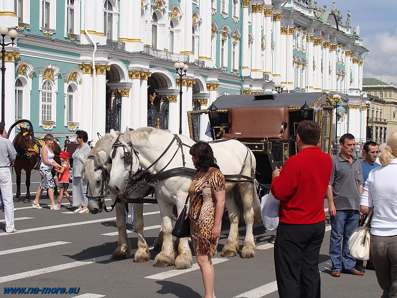 Эти лошадки катают туристов на Дворцовой площади.